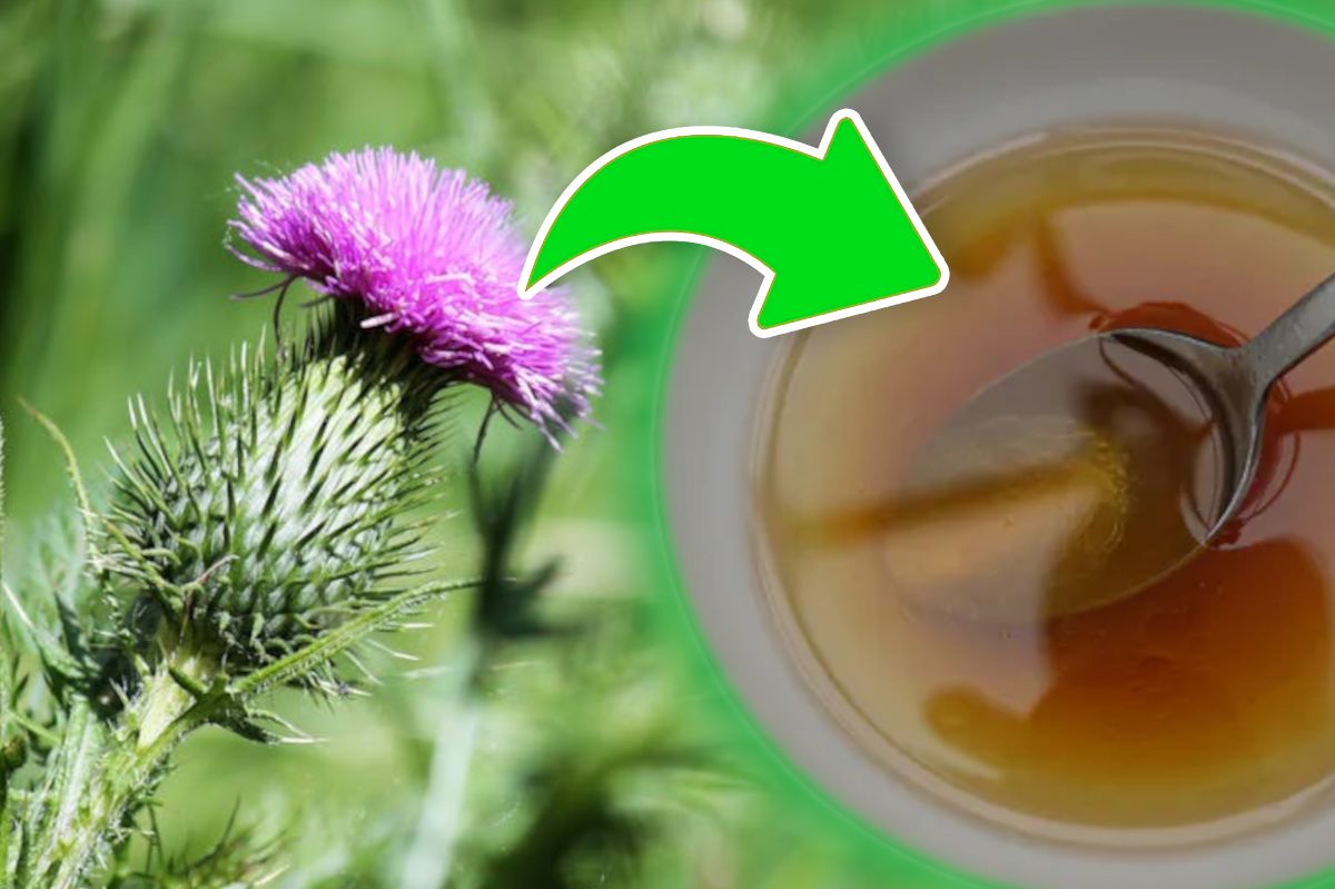 Milk thistle oil: Nature's potent protector for liver health