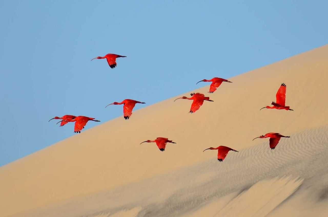 W kategorii wiekowej 15-17 lat zwyciężył Jonathan Jagot, który sfotografował ibisy szkarłatne na tle wydm i nieba.