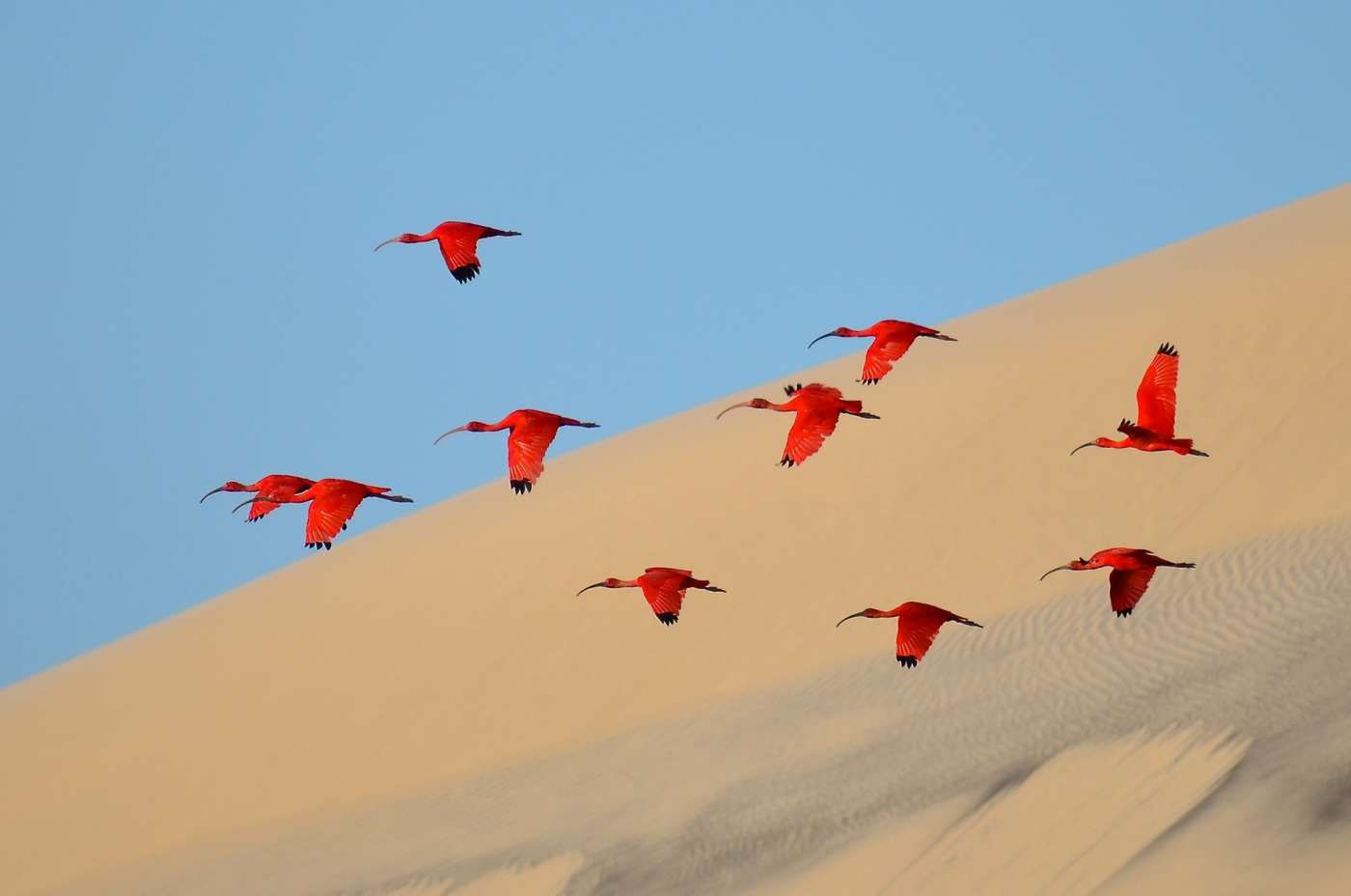 Zdjęcia wyróżnione w konkursie Wildlife Photographer of the Year 2015 8