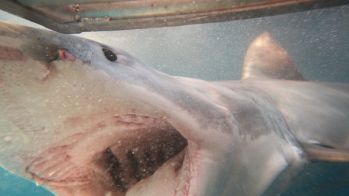 Rekin przypuścił brutalny atak na jednego z treserów. Pogryziony pracownik akwanarium potrzebował pomocy lekarskiej 