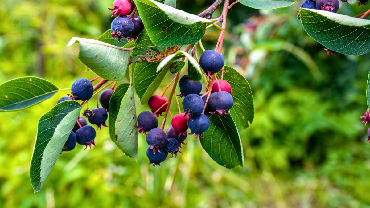 Uprawa świdośliwy wcale nie jest trudna 