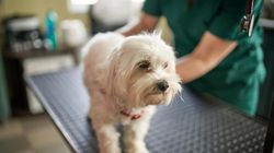 "Ogromny skok technologiczny i terapeutyczny". Tłumaczy, skąd wysokie ceny u weterynarzy