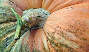 Dyniowa alternatywa dla zboża. Na wsi sondują opłacalność tego pomysłu