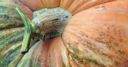 Dyniowa alternatywa dla zboża. Na wsi sondują opłacalność tego pomysłu