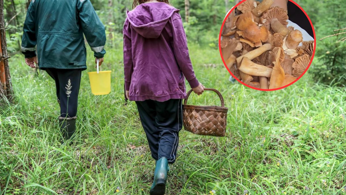 Na grzybobraniu łatwo o niebezpieczną pomyłkę