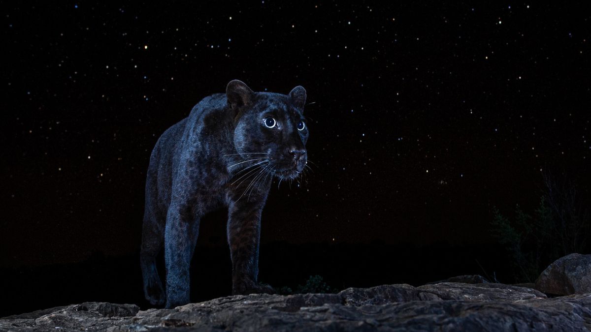 Zdjęcie dnia. Bardzo rzadka czarna pantera na tle gwieździstego nieba 1