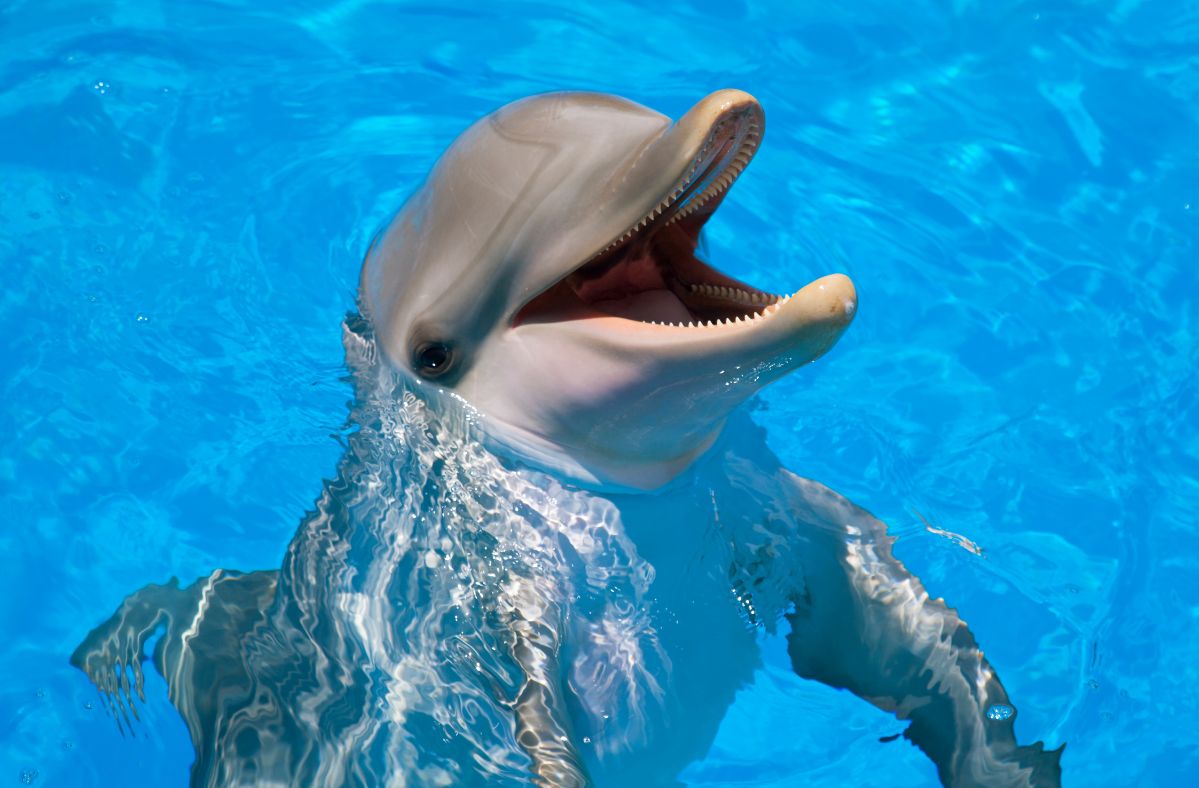 Horny dolphins attack swimmers. One of them bit a child in