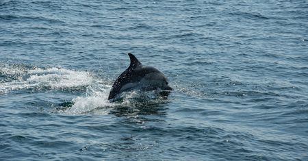 Złe wieści z Wysp. Delfin z Tamizy nie żyje