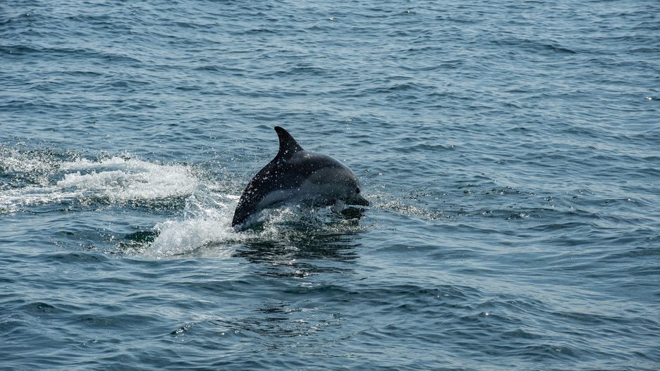Złe wieści z Wysp. Delfin z Tamizy nie żyje