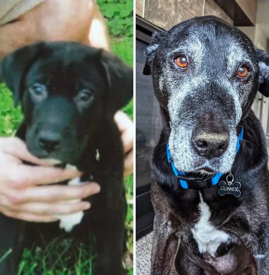 Starsze pieski wymagają naszej opieki.