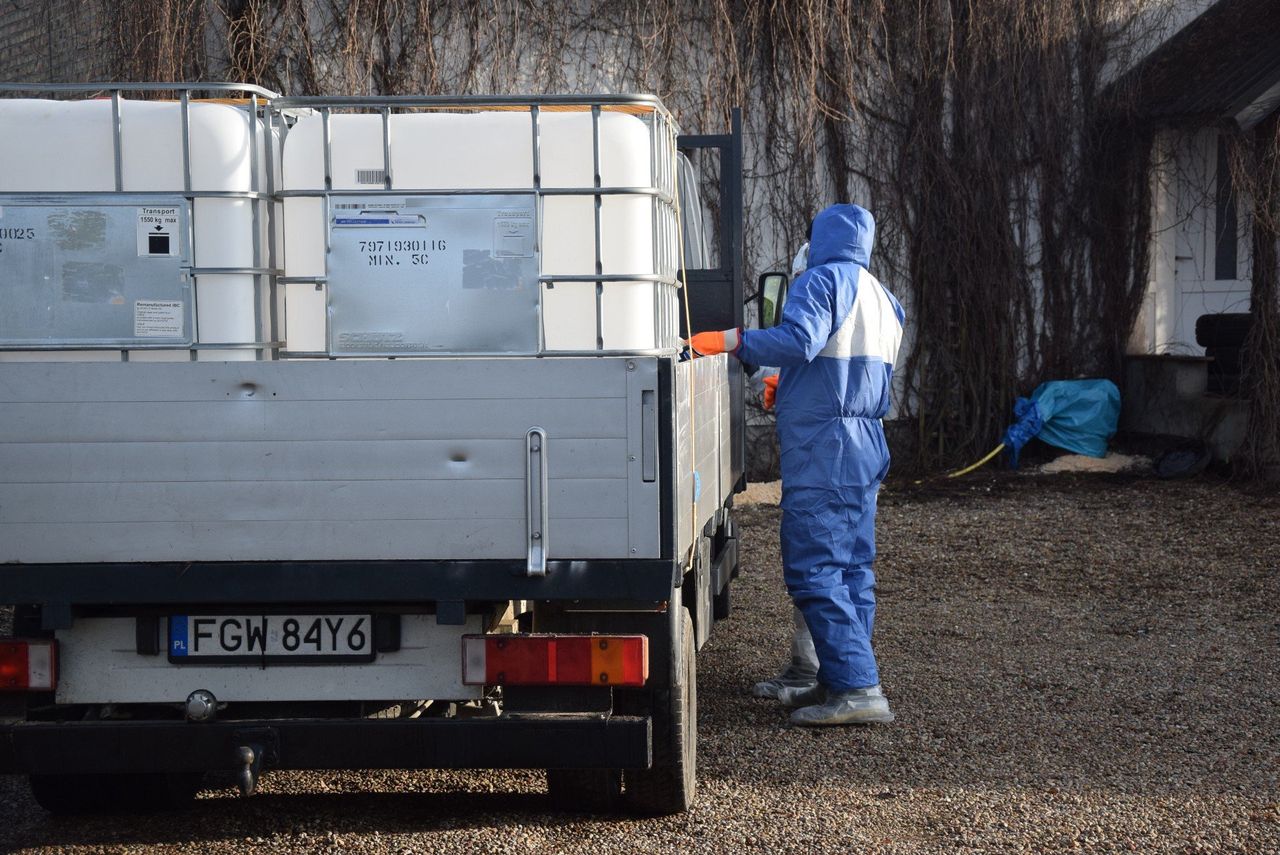 Powiat bytowski: Ptasia grypa. Dwa ogniska wirusa ujawnione w Suchorzu