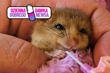 Piszczało na leśnej ścieżce. To nie wiewiórka, ani mysz. Pokazali nagranie