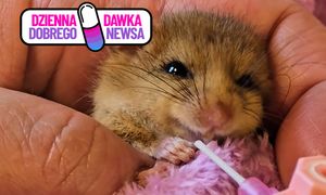 Piszczało na leśnej ścieżce. To nie wiewiórka, ani mysz. Pokazali nagranie