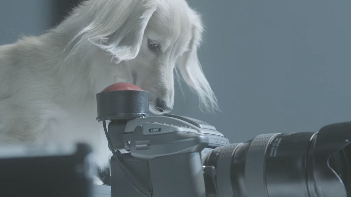 Psy szkolone na bycie fotografami studyjnymi 1