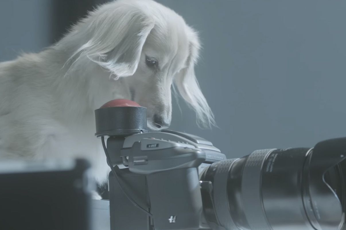 Psy szkolone na bycie fotografami studyjnymi 1