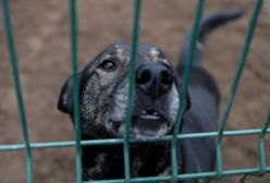 Tysiące psów trafi do schronisk? Nowe przepisy uderzą we właścicieli