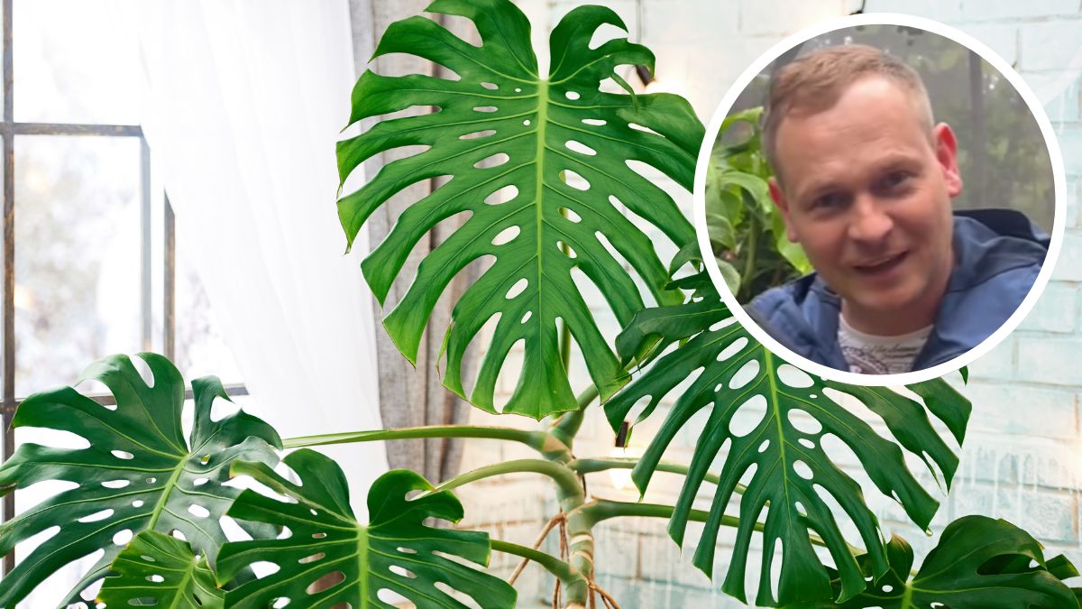 Mamy w domach, ale nie wiemy, że daje owoce. Znany kucharz pokazał, jak owocuje monstera