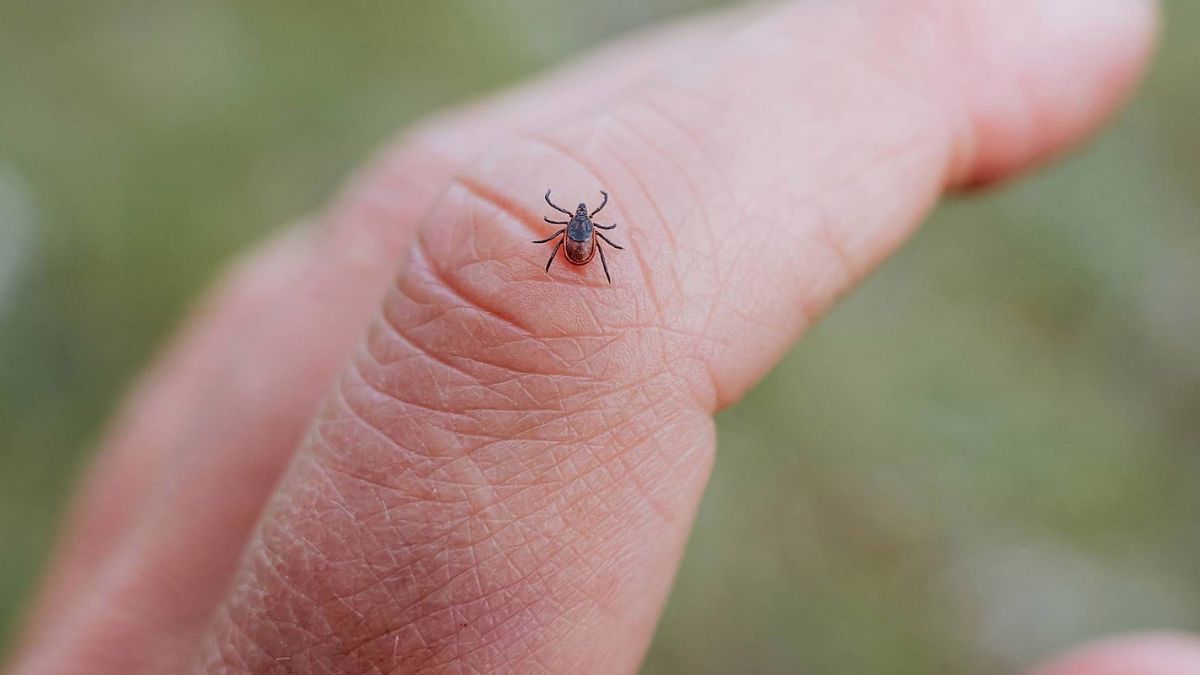 Jak odstraszyć kleszcze naturalnym sposobem?