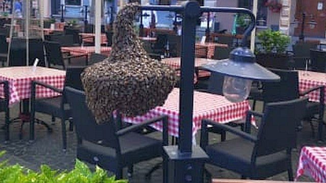 Warszawa. Pszczoły odpoczywały na ogródku restauracyjnym (fot. Straż Miejska)