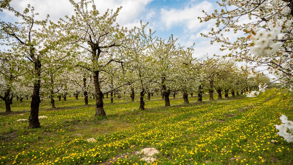 sad, drzewa, owoce, wiosna, sady, przyroda, drzewo, trawa, clouds, spring, trees, fruits, flowers, orchard, cherries, drzew, jary, charakter, gras, kwiat, park, krajobraz, bory, jardin, pora roku, feuille, niebo, hayfield, kwitnienie, lato