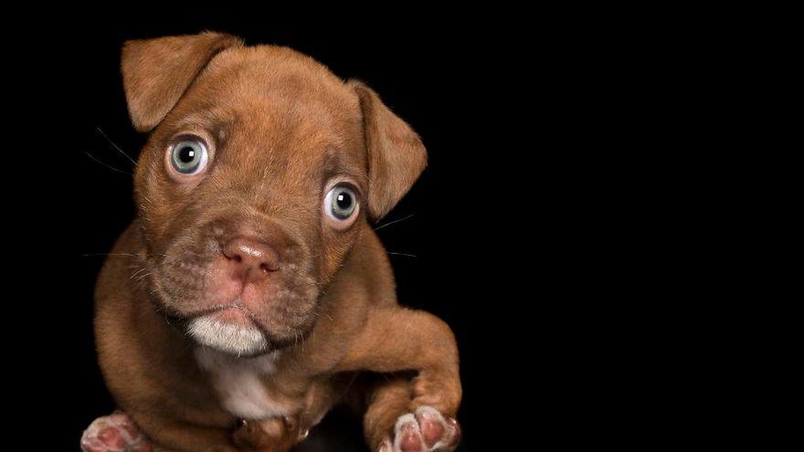 Fotografka robi i sprzedaje zdjęcia zwierząt, by pomóc im w walce z rakiem 1