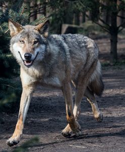 W gminie pojawiły się wilki. Burmistrz ostrzega mieszkańców