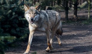 W gminie pojawiły się wilki. Burmistrz ostrzega mieszkańców