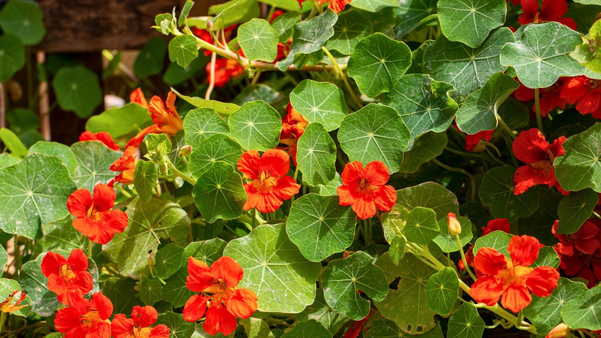 Nasturcje w ogrodzie