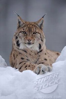 Rysi skandal w Szwecji - dlaczego fotografowie kłamią? 3