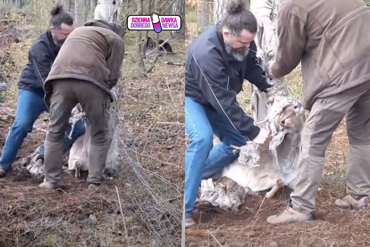 Niebezpieczna pułapka w lesie. Daniel potrzebował pomocy człowieka