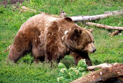 Horror na biwaku. Niedźwiedź wyszarpał ją z namiotu i zagryzł