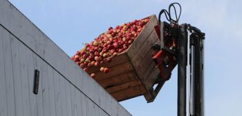 Cena jabłek na przemysł — gdzie dziś opłaca się sprzedać?