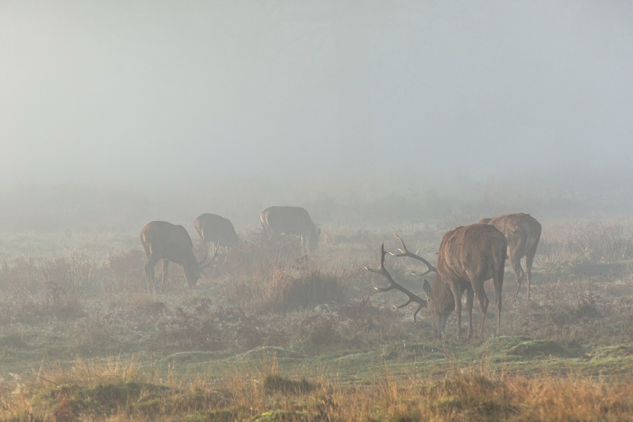 Dwoje Polaków fotografuje jelenie w Londynie 14