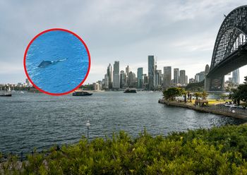 Gigant w centrum Sydney. "Niecodziennie zdarza się, by wieloryb zboczył z trasy"