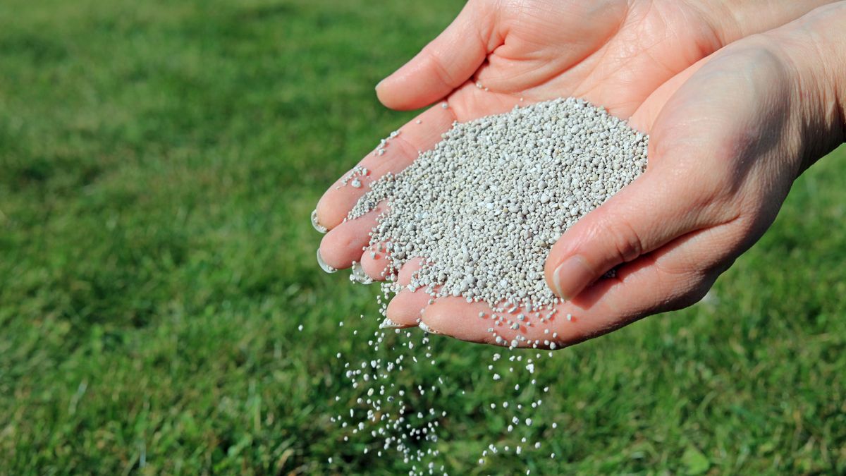 Wapnowanie wyeliminuje mech z trawnika