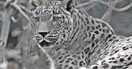 Tragiczne wieści z zoo. "Był kochanym kotem"