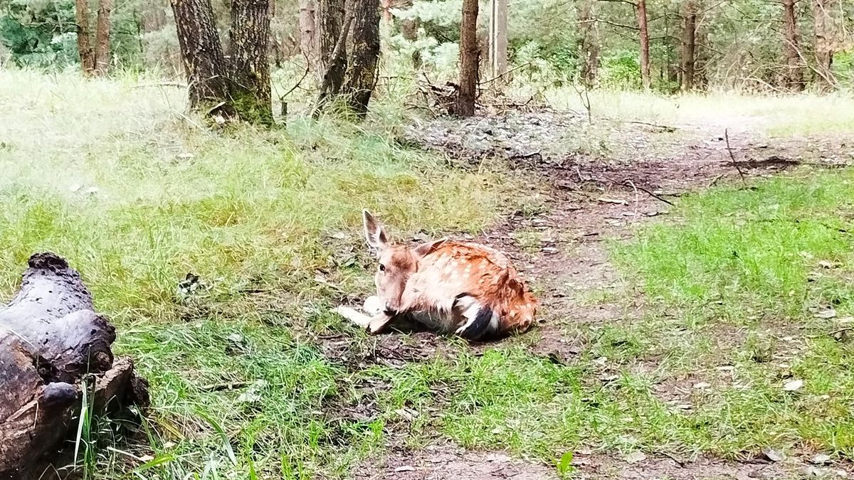 Dramatyczne wydarzenie w Grudziądzu