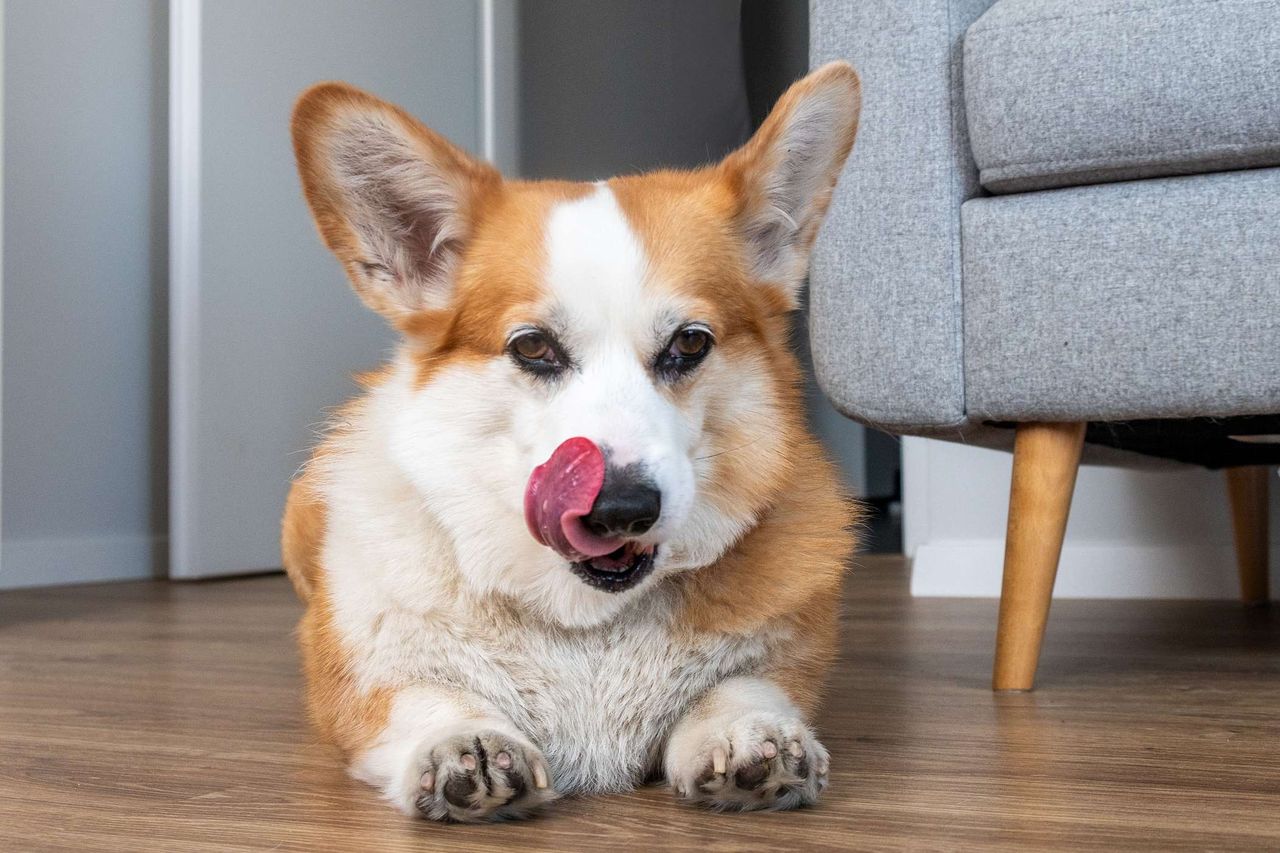 Pies liże koc po przebudzeniu? Powód jest głębszy, niż myślisz