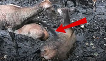 "Poszła mi stąd". Nagranie z lasu hitem sieci. Nagle się zerwała