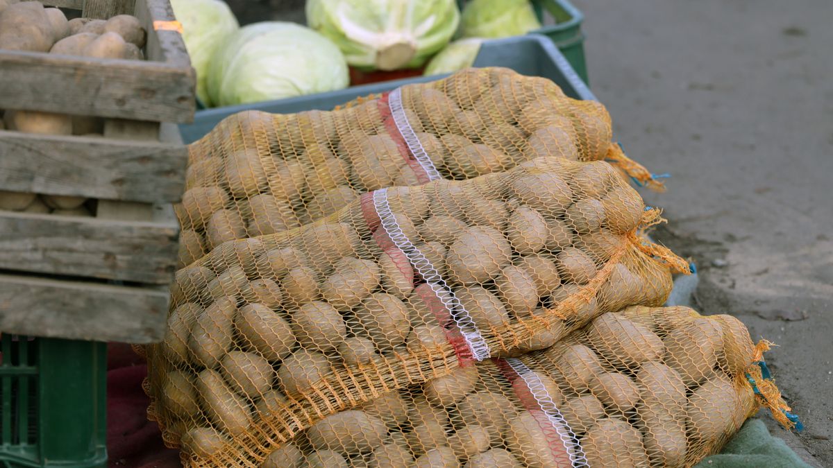 Polska w 2025 więcej importowała niż eksportowała ziemniaków