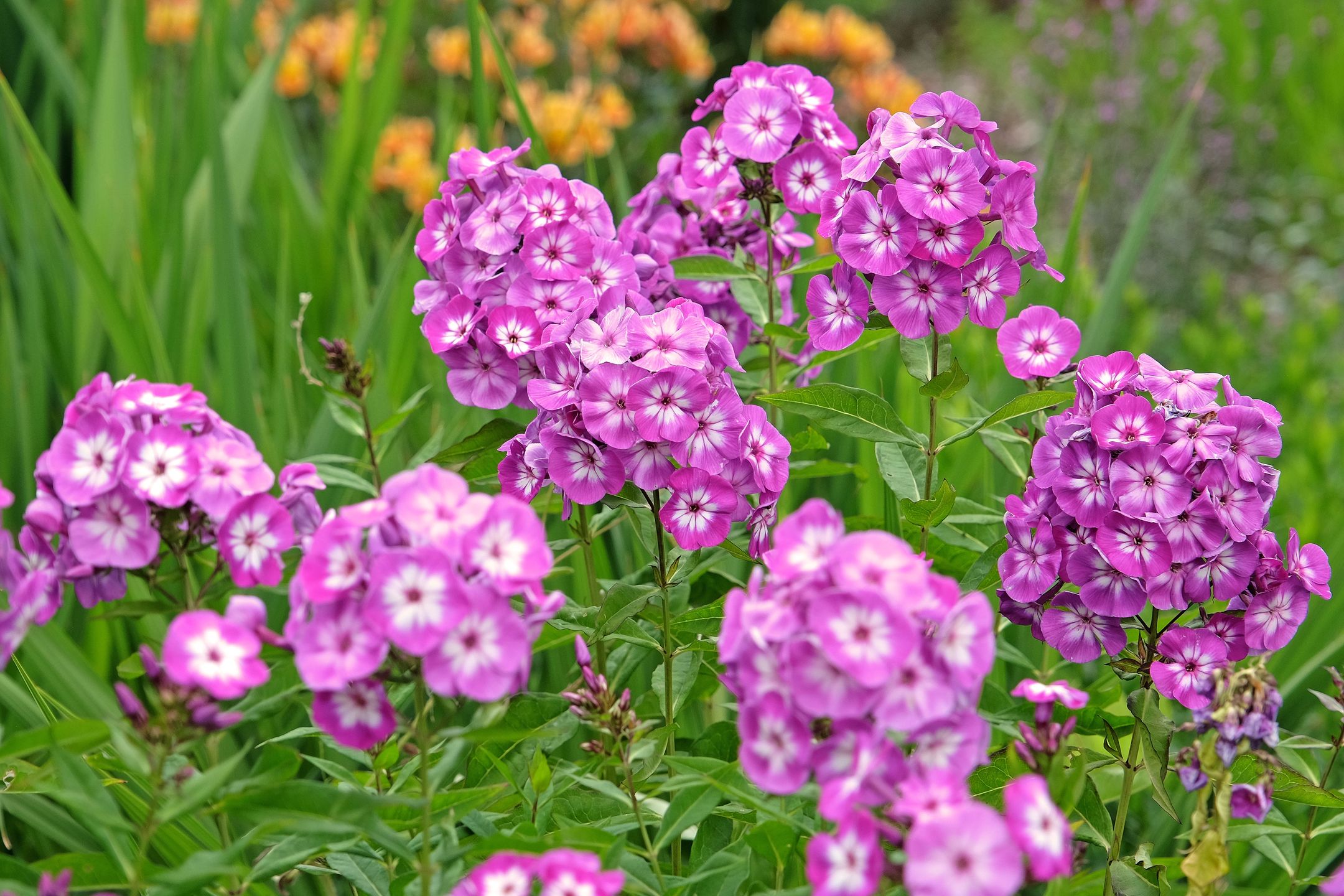 Purple and white Phlox paniculata 'Uspekh' in flower.
Purple and white Phlox paniculata 'Uspekh' in flower.
Phlox, paniculata, Uspekh, purple, pink, white, plant, petal, petals, nature, natural, flower, flowers, flowering, bloom, blooms, blooming, garden, cottage, summer, season, close up, closeup, phlox, paniculata, uspekh, purple, pink, white, plant, petal, petals, nature, natural, flower, flowers, flowering, bloom, blooms, blooming, garden, cottage, summer, season, close up, closeup