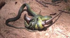 Wąż schwytał jaszczurkę. Niezwykłe nagranie z Singapuru