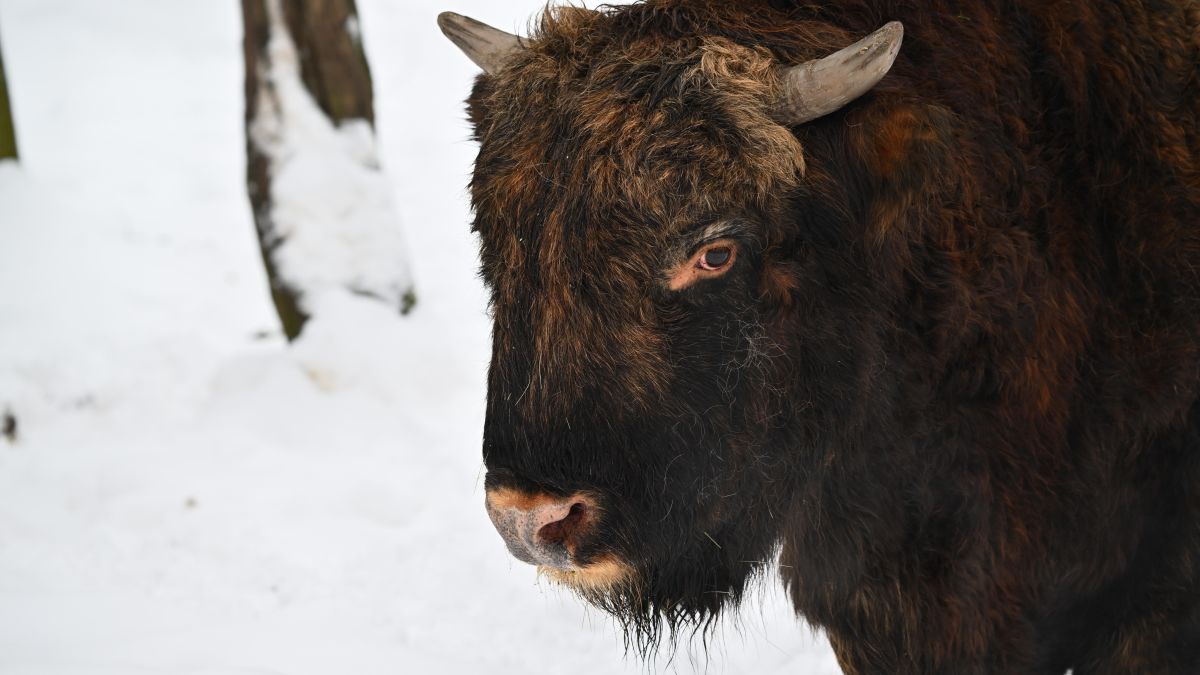 Żubr w Białowieży; zdj. ilustracyjne