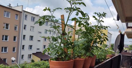 Blokowe ogrodniczki. One pokazały, że można zamienić balkon w warzywniak