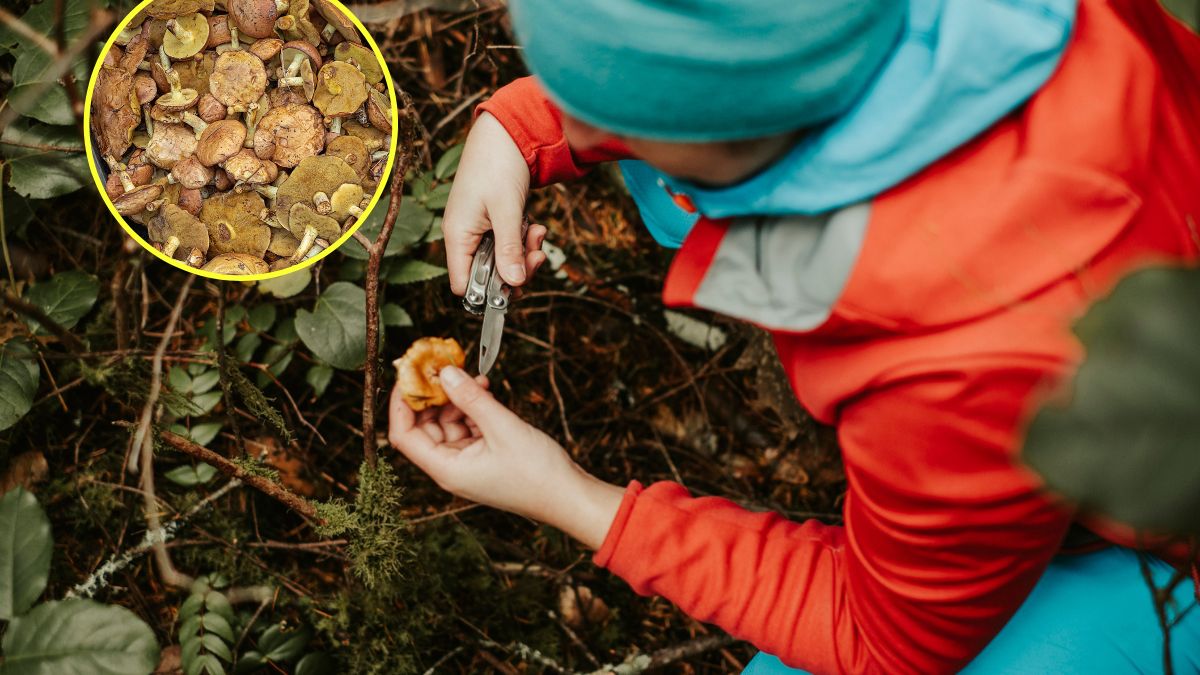 Wiosenny wysyp grzybów w Polsce