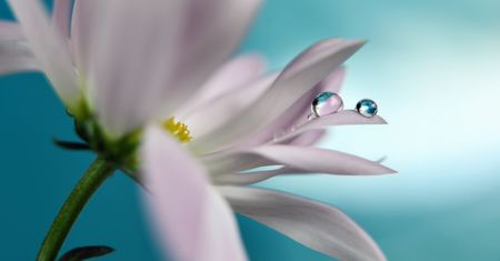 Spokój kropli wody i piękno kwiatów na zdjęciach Heidi Westum