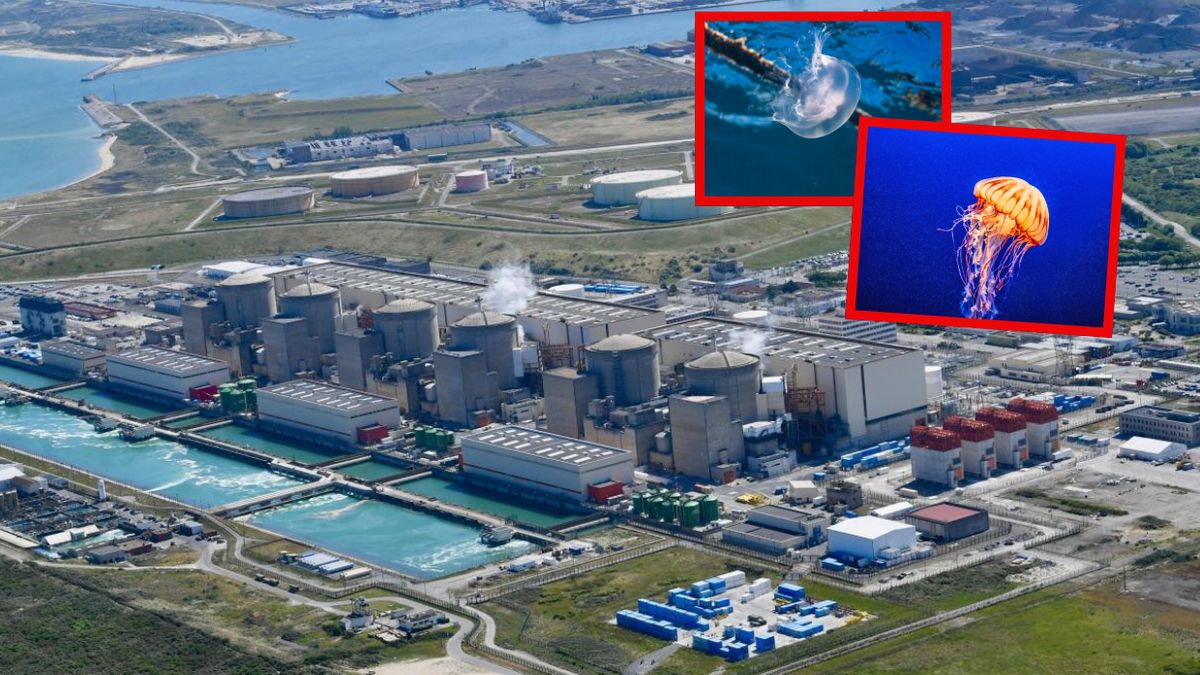  Sceny jak z filmu grozy. Meduzy sparaliżowały elektrownię jądrową