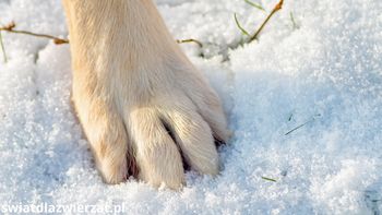 Zimą psie łapy cierpią najbardziej. Sprawdź, jak im pomóc