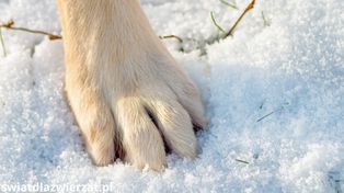 Zimą psie łapy cierpią najbardziej. Sprawdź, jak im pomóc