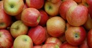 Ceny jabłek idą w górę. Wszystko przez małe zbiory i duży eksport